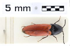 Foto (Dorsalansicht) von Ampedus rufipennis (NHMW-ZOO-COL-0010523)